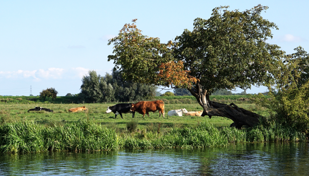 Blog - Arla acts on water efficiency as it moooves to self-supply
